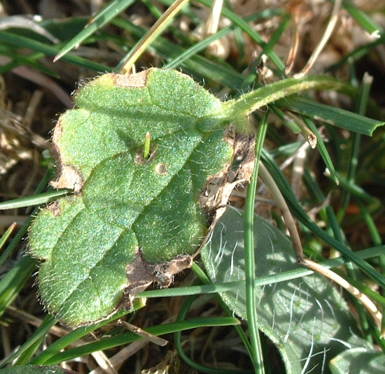 quale eliantemo? Ranunculus bullatus